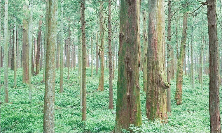 高い水準で木の家をつくりあげ、家族の安心・安全を保障します。